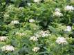 Weie Zwergspiere 'Albiflora' - Spiraea japonica 'Albiflora' - 3 L-Container