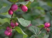 Schneebeere/Amethystbeere ' Magic Berry' - Symphoricarpos doorenbosii 'Magic Berry' - 3 L-Container, Liefergre 60/80 cm