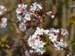 Duftender Schneeball - Viburnum farreri - 3 L-Container, Liefergre 80/100 cm