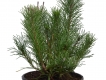Zwergkiefer - Pinus mugo pumilio - 1,5 L-Container, Liefergröße 30/40 cm