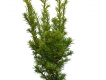 Goldende Straucheibe 'Semperaurea' - Taxus baccata 'Semperaurea' - 3 L-Container, Liefergre 50/60 cm