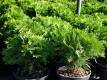 Zwerg Kugel-Lebensbaum 'Danica' - Thuja occidentalis 'Danica' - 3 L-Container, Liefergre 25/30 cm