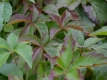 Wilder Wein - Parthenocissus quinquefolia - 3 L-Container, Liefergre 150/200 cm, gestbt