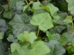 Irischer Efeu - Hedera hibernica - 0,5 L-Container