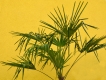 Hanfpalme - Trachycarpus fortunei - 18 L-Container, Liefergre 100/125 cm