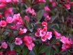 Zwergweigelie 'Alexandra' - Weigela florida 'Alexandra' - 3 L-Container, Liefergre 60/80 cm