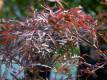 Dunkelroter Schlitzahorn 'Garnet' - Acer palmatum 'Garnet' - 3 L-Container, Liefergre 40/60 cm