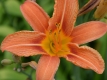 Hemerocallis fulva - Taglilie - 2 L-Container