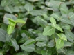 Kriechspindelstrauch - Euonymus fortunei var. radicans - 0,5 L-Container