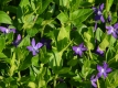 Groblttriges Immergrn - Vinca major - 0,5 L-Container