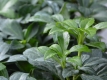 Dickmnnchen - Pachysandra terminalis - 0,5 L-Container