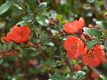 Zierquitte 'Friesdorfer Typ 205' - Chaenomeles japonica 'Friesdorfer Typ 205' - 4 L-Container, Liefergre 60/80 cm