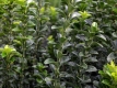 Japanischer Spindelstrauch 'Green Spire' - Euonymus japonica 'Green Spire' - 5 L-Container, Liefergröße 40/60 cm