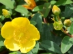 Johanniskraut 'Hidcote' - Hypericum calycinum 'Hidcote' - 3 L-Container, Liefergre 30/40 cm