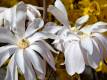 Sternmagnolie 'Rosea' - Magnolia stellata 'Rosea' - 4 L-Container, Liefergre 100/125 cm