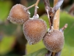 Kiwi 'Solo' - Actinidia chinensis 'Solo' - 7,5 L-Container, Liefergre 80/100 cm, gestbt