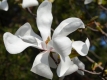 Große Sternmagnolie 'Merril' - Magnolia loebneri 'Merril' - 4 L-Container, Liefergröße 100/125 cm