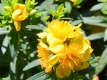 Johanniskraut 'Goldball' - Hypericum densiflorum 'Goldball' - 3 L-Container, Liefergre 20/30 cm