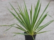 Yucca filamentosa - Palmlilie - 1 L-Container