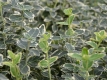 Kriechspindelstrauch 'Emerald'n Gaiety' - Euonymus fortunei  'Emerald'n Gaiety' - 0,5 L-Container